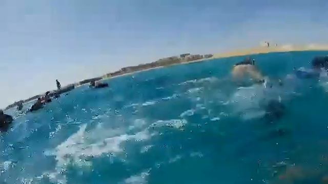 snorkeling with sea cow Dugong in marsa Mubarak