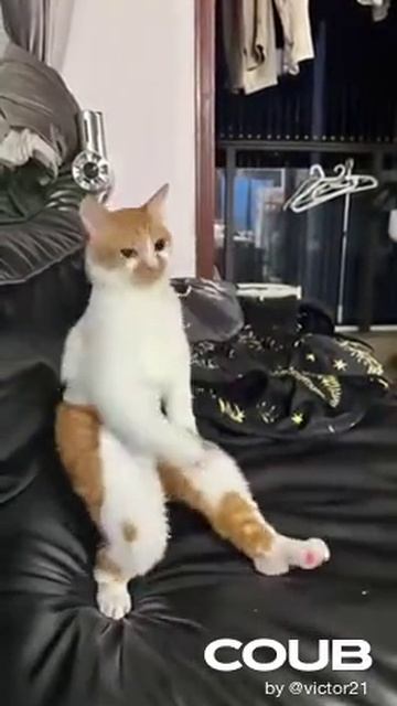 Танцующий кот