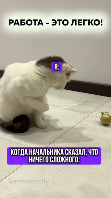 Работа это легко #кототерапия #кошечки#приколыкоты#котыприколы#astenfamily#котики