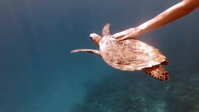 Cute Turtle at Hotel Jolie Beach Resort  in Marsa Alam - Egypt 2019