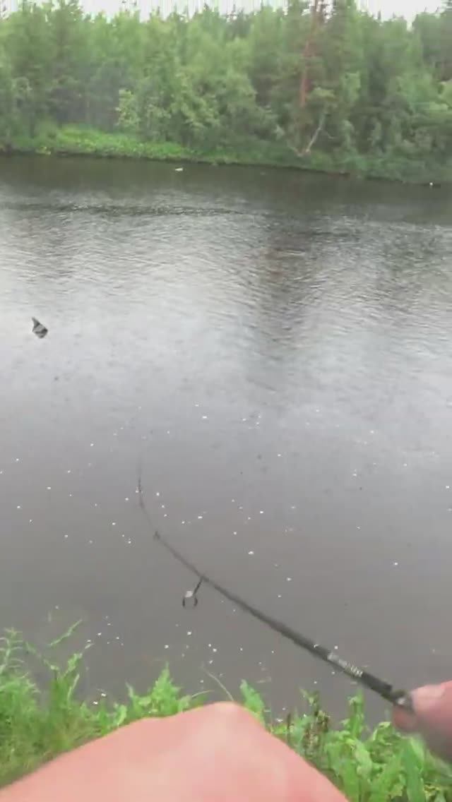 Вы не поверите, но это Форель! Кольский. Малые реки.  #shorts  #fishing  #форель,   #кольский