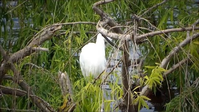 Perdezorronadas - Egretta garzetta - Little egret - Garzetta