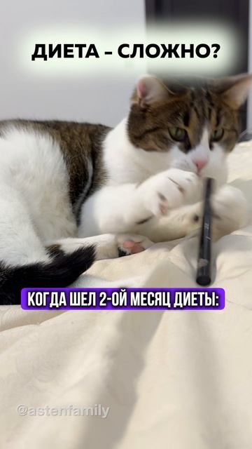 Диета это легко #кототерапия #кошечки#приколыкоты#котыприколы#astenfamily#котик