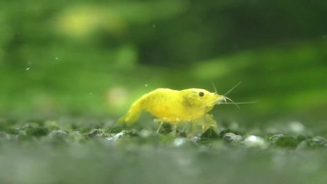 Неокаридина Желтый Неон Neocaridine Yellow Neon