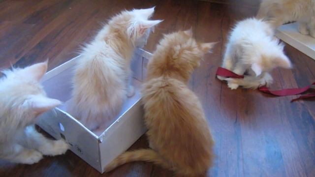 Box of kittens.Коробка для котят.