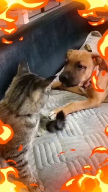 Вот такая любовь