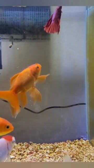 Goldfish and Betta in the same aquarium #fish #goldfish #fishtank #aqua #aquarium #betta