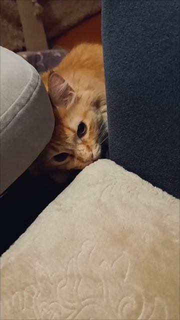Соня играет в прятки 😻🐾