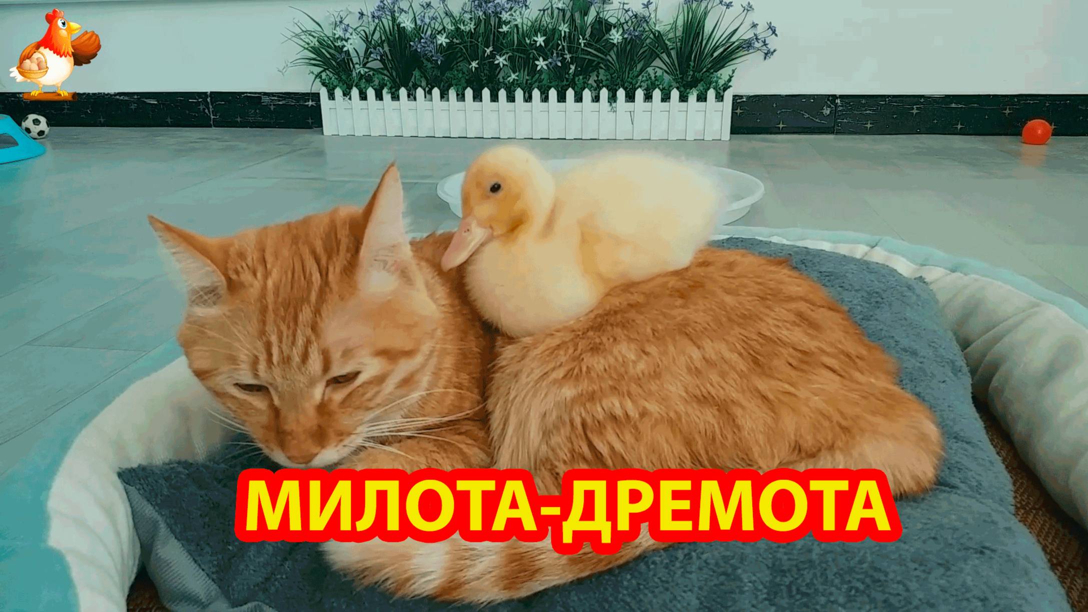 Кот с Утенком все таки смогли подремать 😹🤗😂 Сморило ❣️