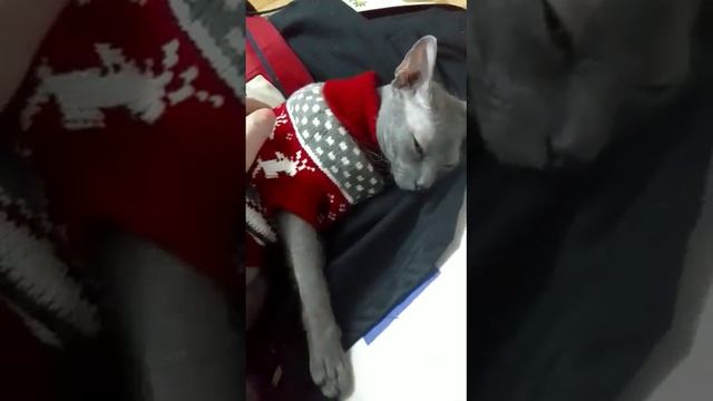 Не мешайте! Я ещё вздремну! #animals #sphynx #cats #shorts