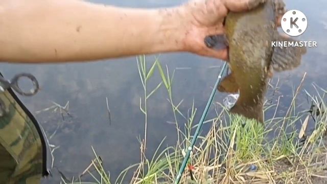 14.08.2022 НАШ УЛОВ на ерике во время полнолуния. #влог#ленинскаяпойма#заплавное#рыбалка#караси