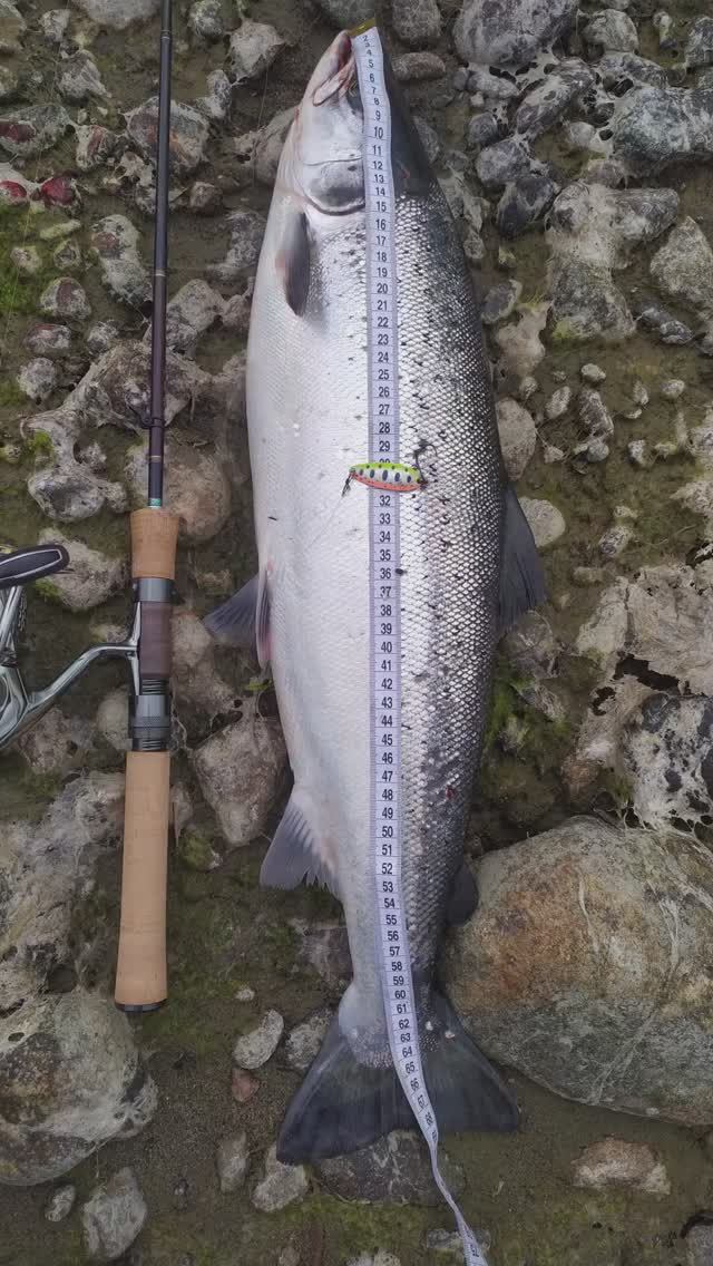 Кольский 2023. Печенга. Поимка хорошей сёмги!  #shorts  #fishing  #salmon  #семга