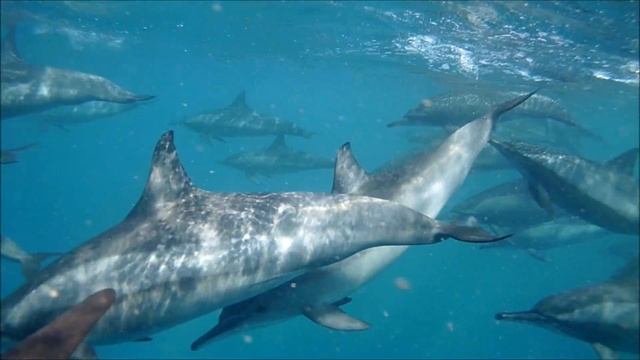 Snorkeling at Jaz Grand Marsa resort, Coraya bay, Marsa Alam, Egypt