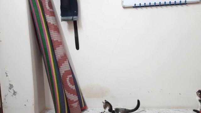 When cats play the biscuit game, they jump over each other ||how to pet a cat || animal planet ||pe