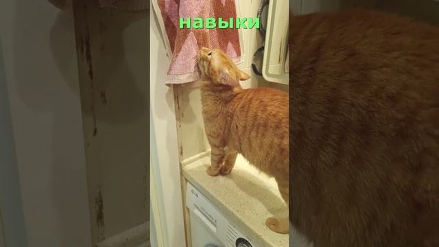 ПолотенцеСрыватель! Интригующее видео. Серия 1 Кот Феня, он же Феникс