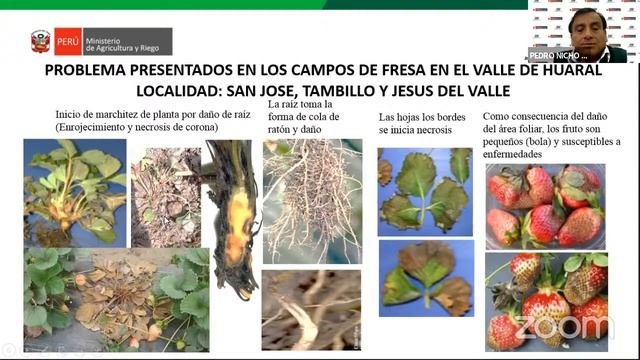 Charla Técnica Virtual: Tecnología De Poscosecha En Fresa