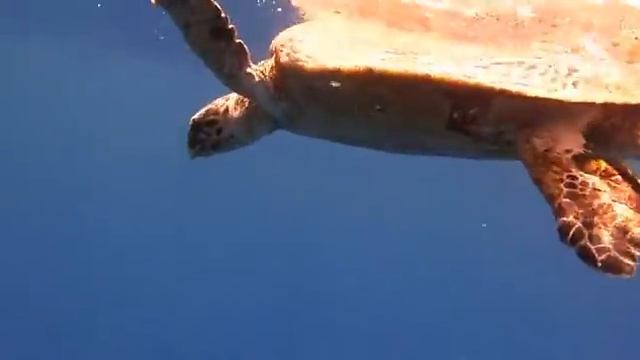 Egypt Marsa Alam Brayka Bay snorkeling