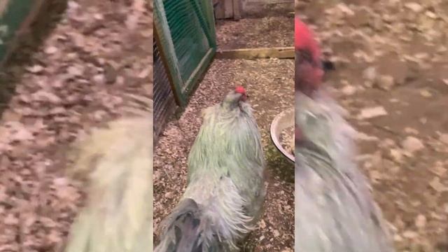 Мои самые ласковые куры Амераукана