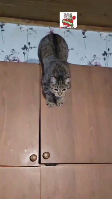 If you wait a little longer, the cat might jump 😻