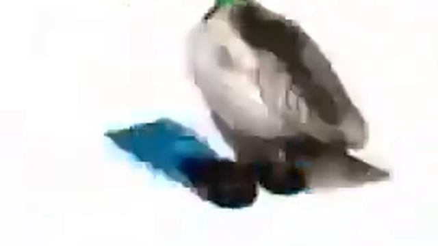 утка читает битбокс шок! ТАКОГО НИКТО НЕ ОЖИДАЛ