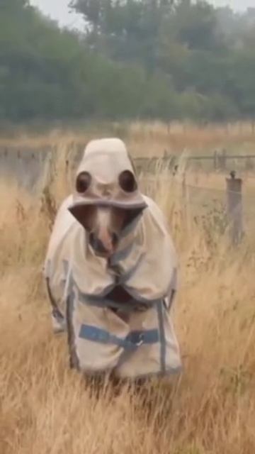 Кто?! Конь в пальто!