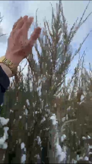 Ели ,туи в снегу🌨️