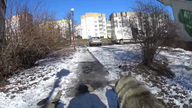 Как ПожиВает Хаски АйЗа.14 ВЛОГ.Мы на СвЯзи!