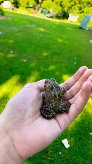 Best fwiends #funny #frog #baby #cute