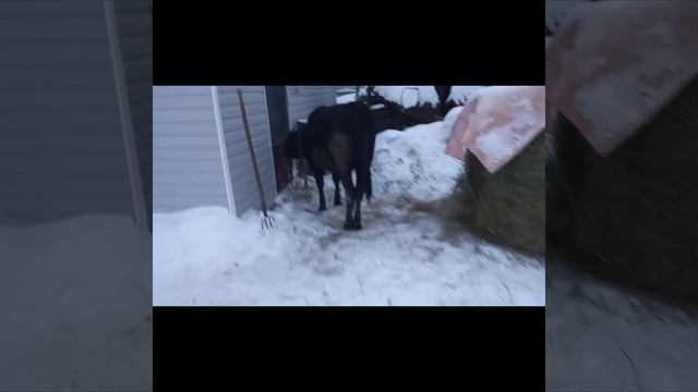 Мы теперь ВЕСЕЛОЕ ХОЗЯЙСТВО.  Что случилось с Ночкой.
