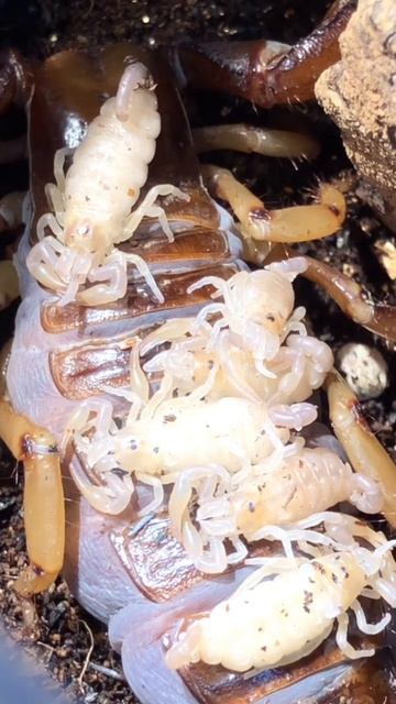 我が家のサソリが子供を産みました。