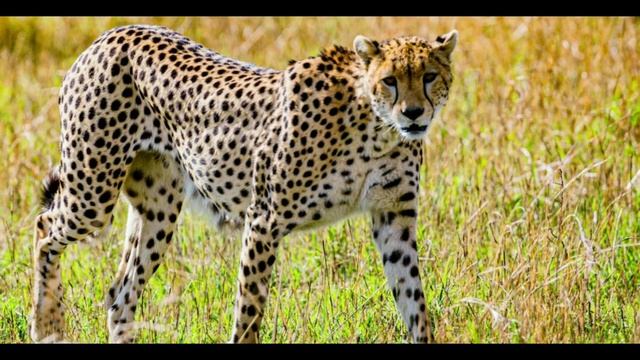 cheetah running fast - Running more than 30s puts at risk?