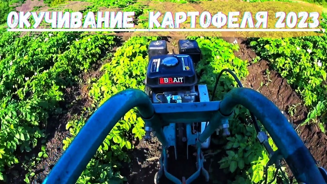 Окучивание КАРТОШКИ Мотокультиватором КРОТ по высокой Ботве! Огород в ДЕРЕВНЕ!