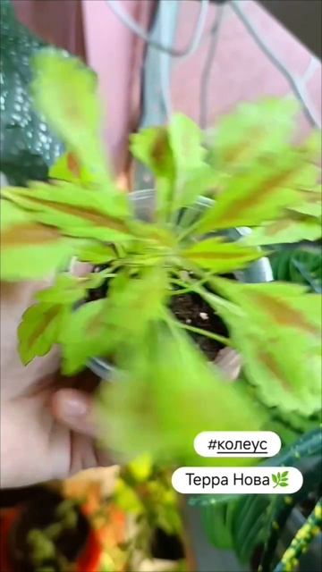 #колеус🌞🪇🌿