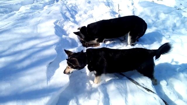 Герда и Марс (март 2018)