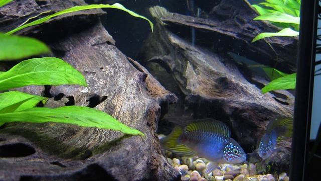 Apistogramma corner