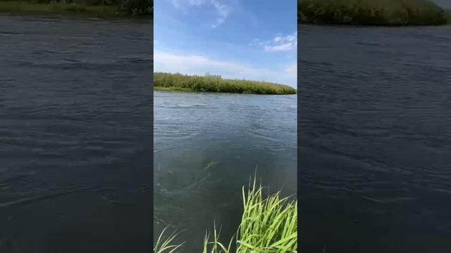 Чавыча!