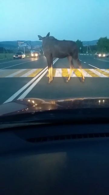 лось на трассе Video 2019-06-10 at 09.46.35