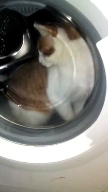 Мой кот в стиралке