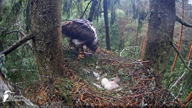 Mazais ērglis , ligzda eglē, Zemgale-Latvia 02.06.2024 17:49 🥚🐥