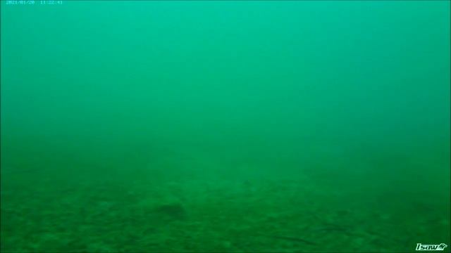 20 01 2021  Бухта Северная  Хасанский район. Подводная съемка. underwater video. 08:44 плывет ЗУБАРЬ