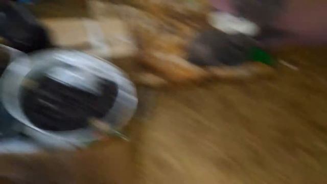Ксюша с котятами  миска с молоком кошка и котята