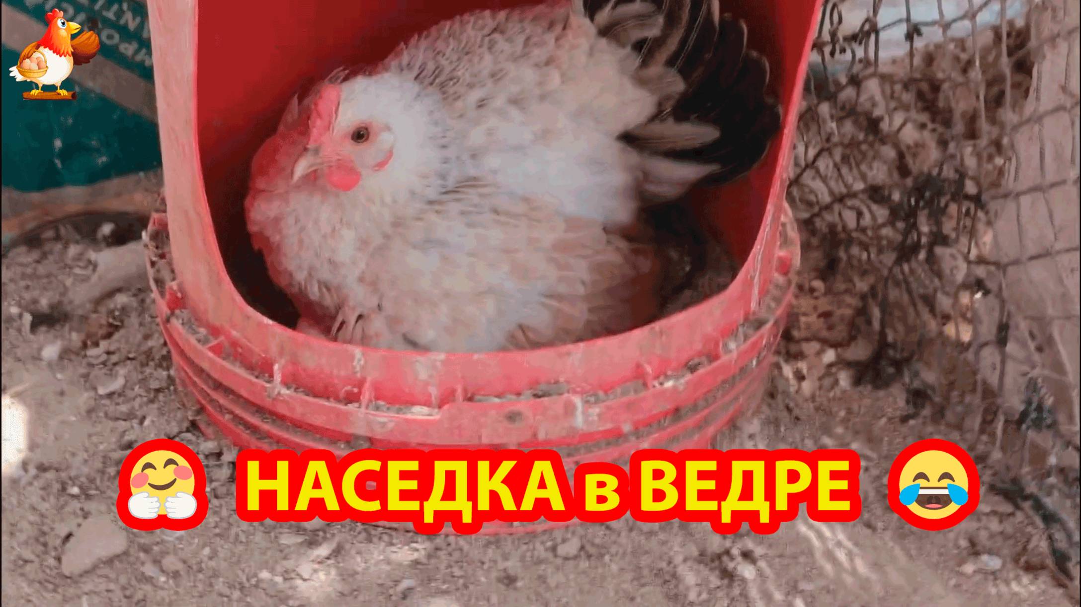 Курица наседка высидела цыплят в перевернутом ведре 🥚🐣🐤