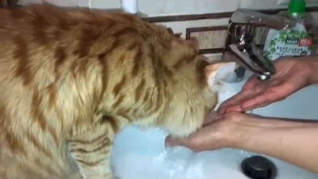 Кот Кирилл пьёт с рук