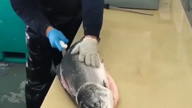 PROF KITCHEN fish cutting разделка рыбы 🐟🐠