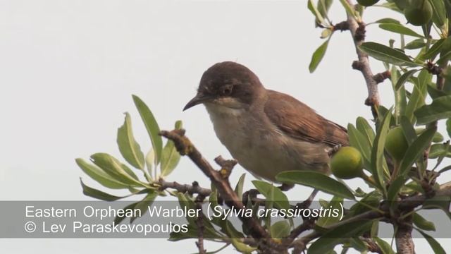 Eastern Orphean Warbler - Sylvia crassirostris