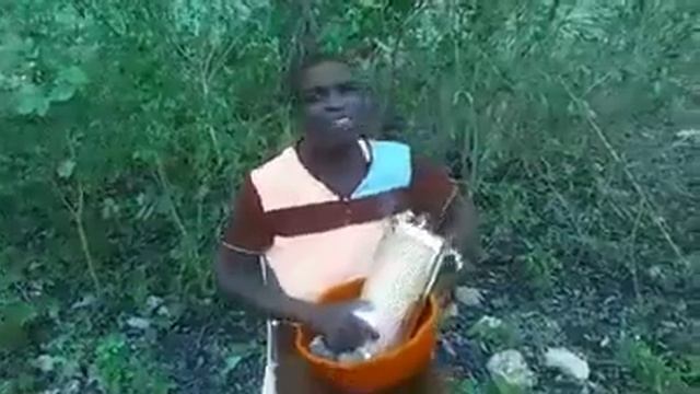 Guaya tuyuca