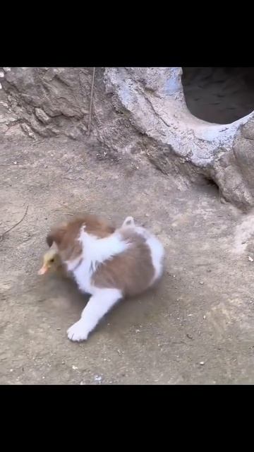 1000090942.mp4