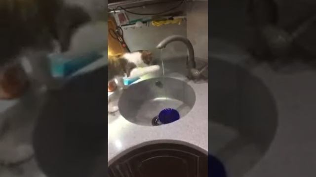 Кошка хочет пить