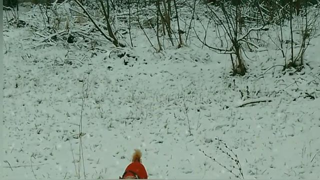 Верасы. Завируха.
Мои питомцы радуются  зиме которая, вернулась