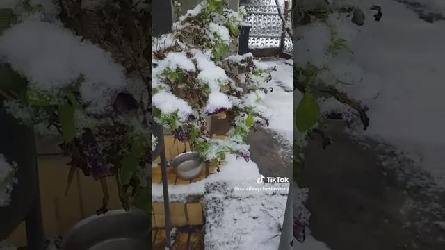 Первый снег...